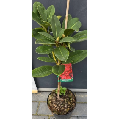 RÓŻANECZNIK na pniu 'rhododendron' CZERWONY